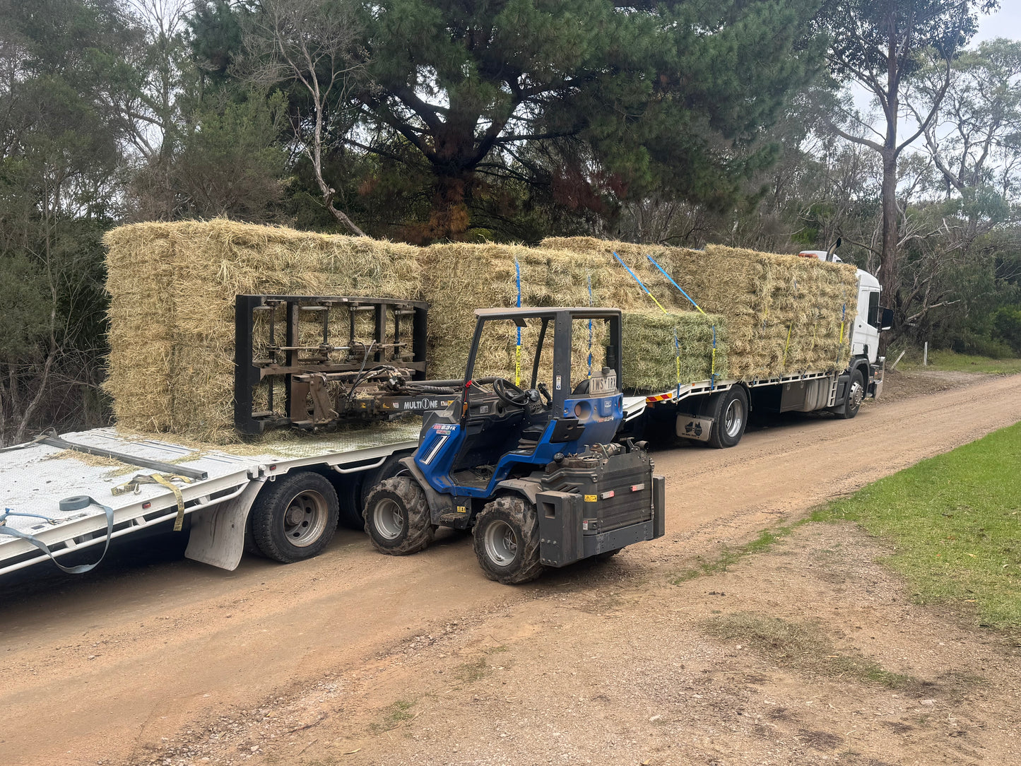 Low Sugar Rhodes Grass - 14 pack - $22.5/bale
