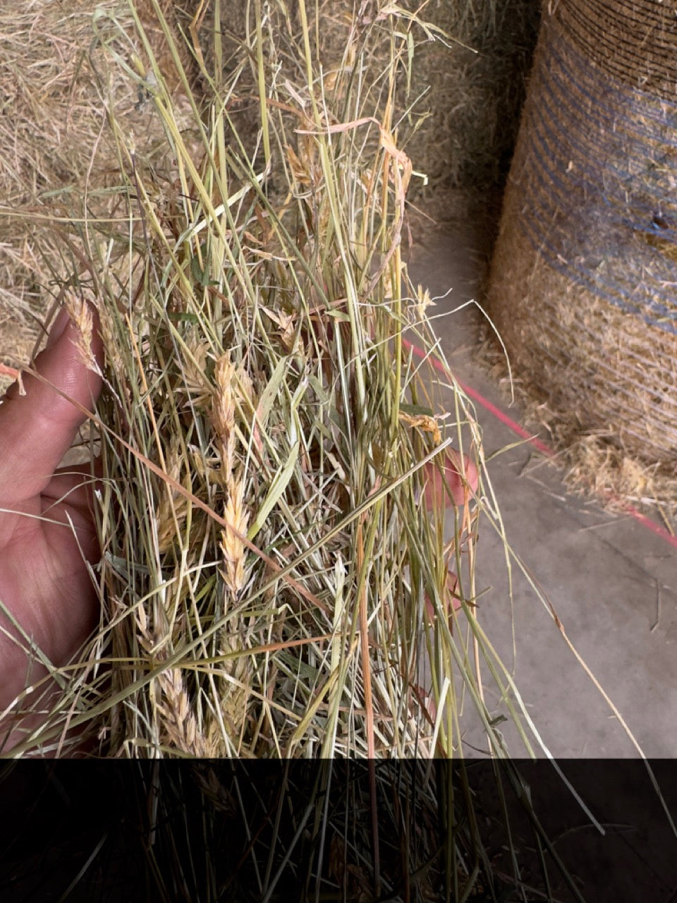Premium Grass Hay - 14 pack - $19.50/bale