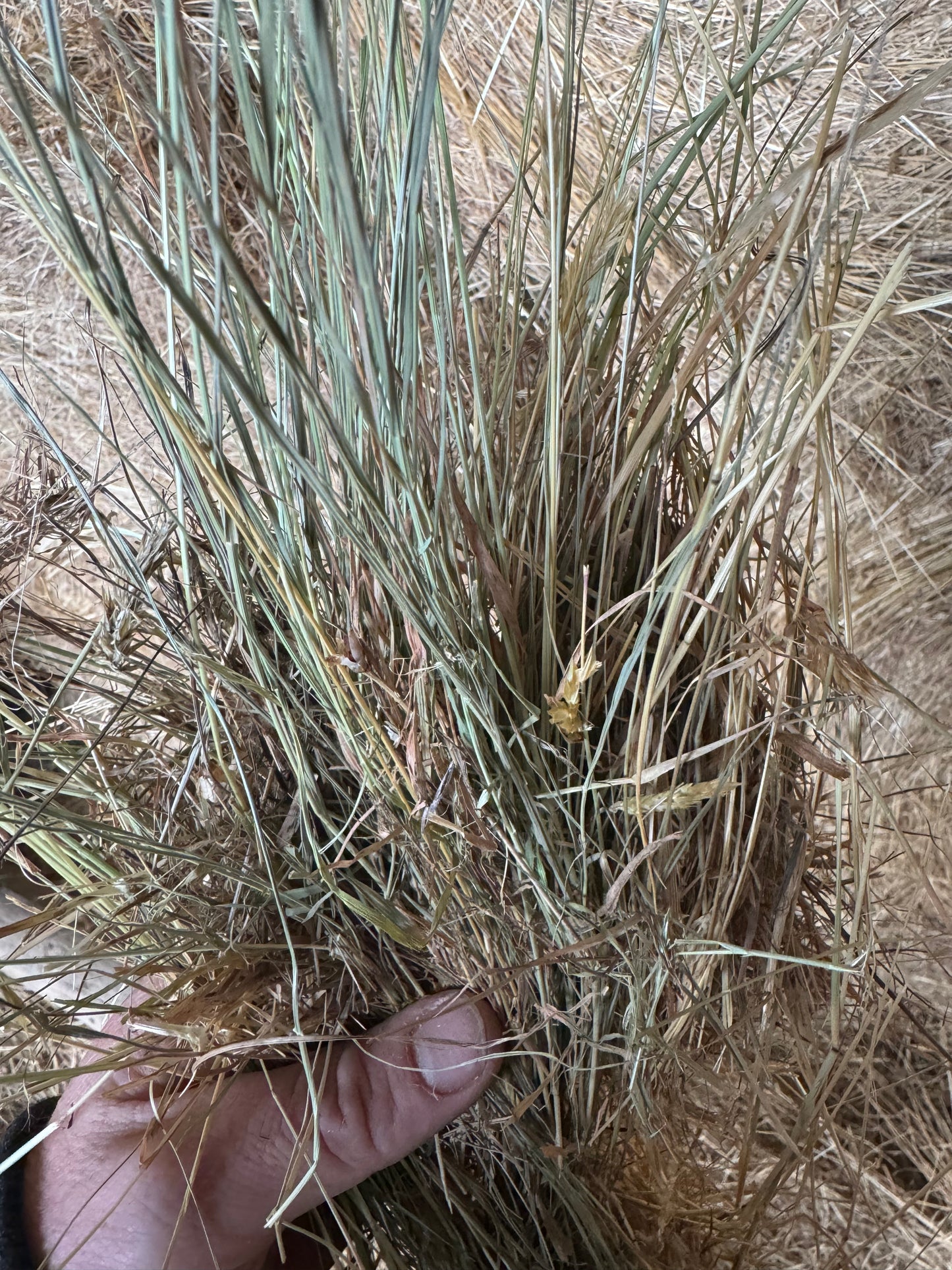 PREMIUM GRASS HAY SMALL SQUARES - $19.22/bale