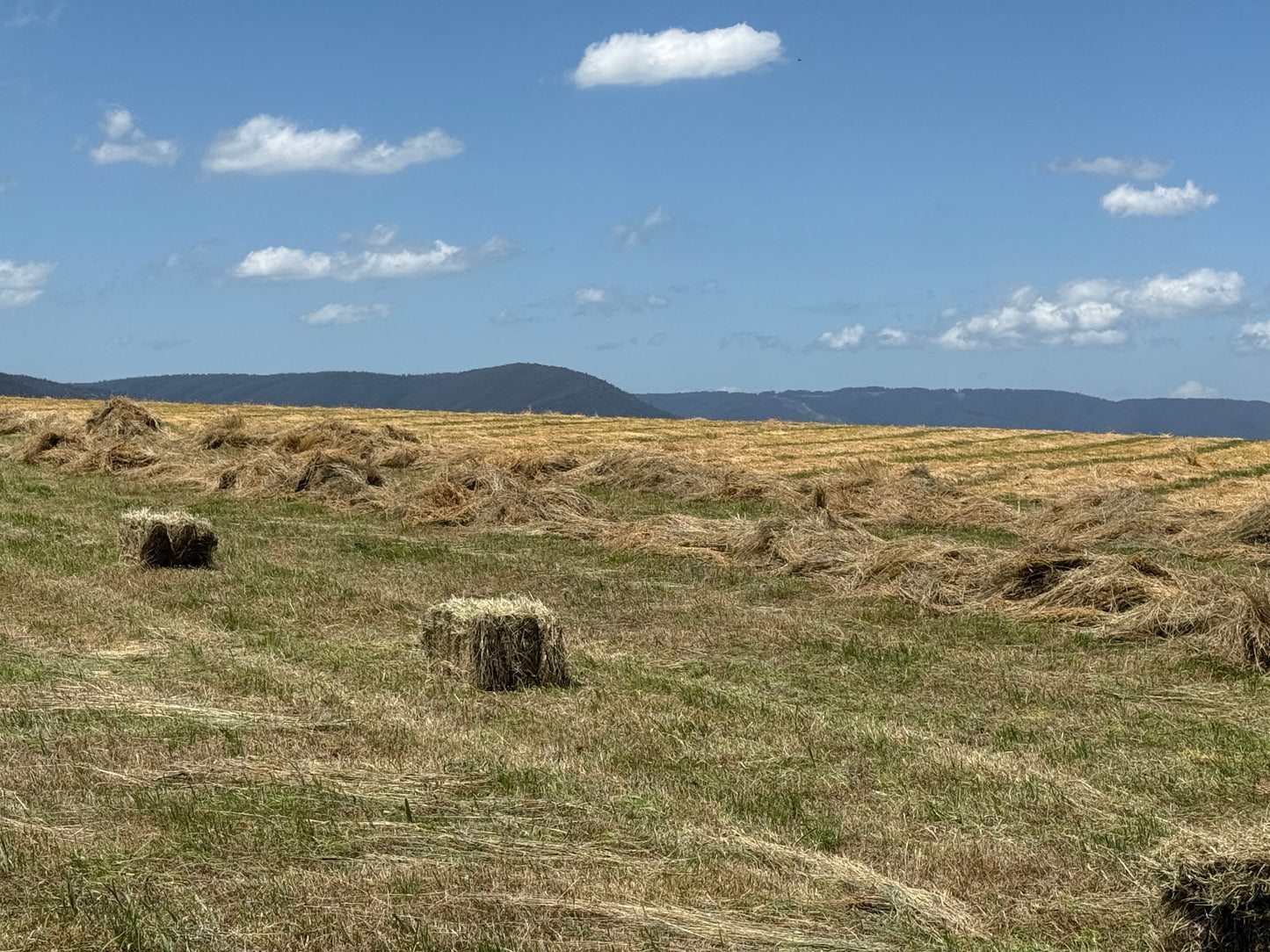 Premium Grass Hay - 14 pack - $24/bale