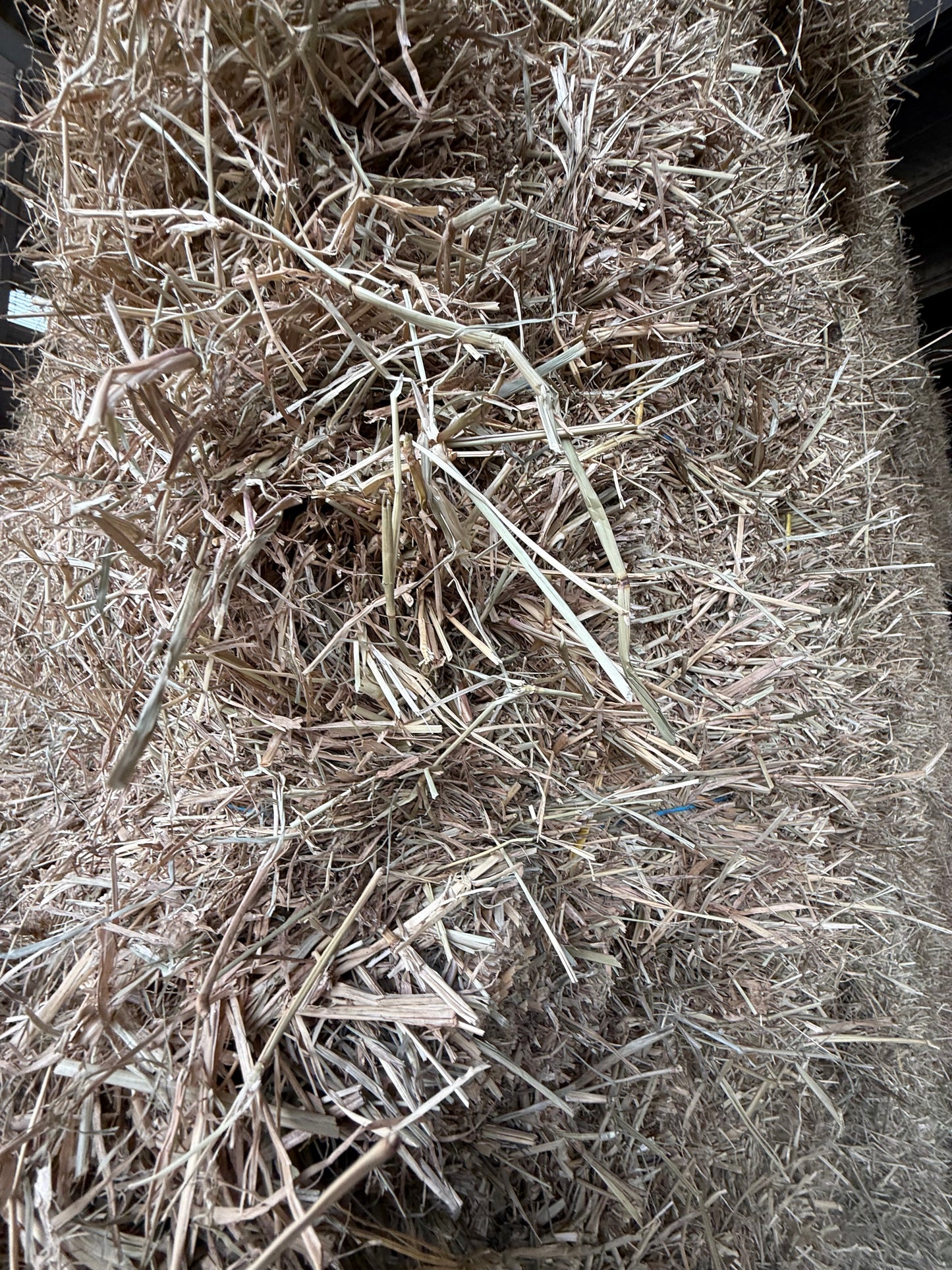 2nds Rhodes BIG SQUARES