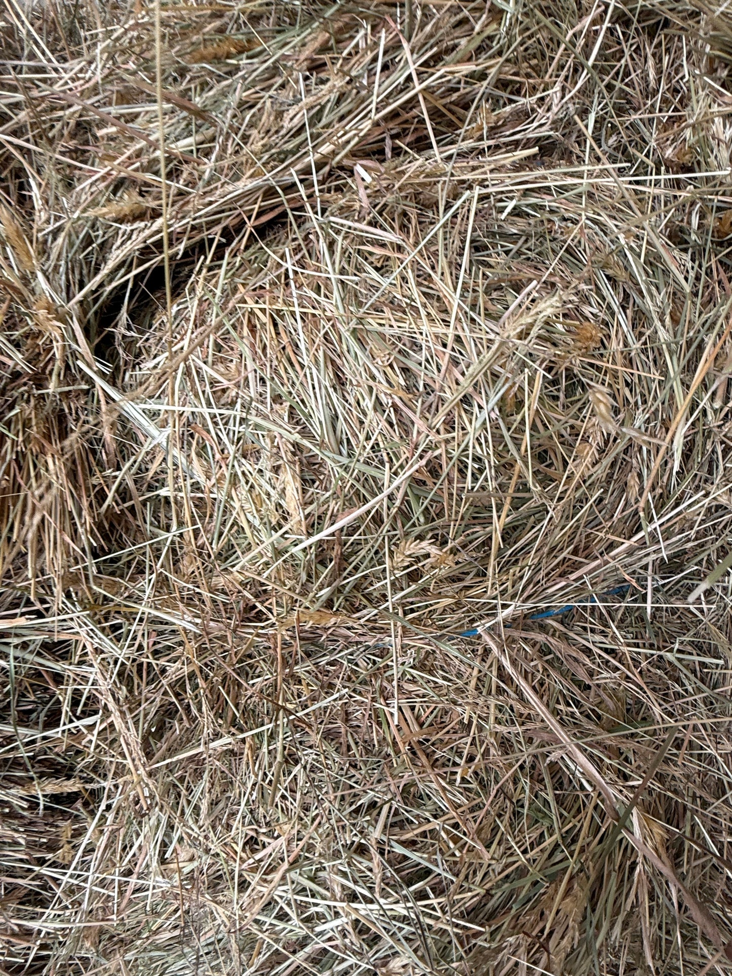 Low Sugar Pasture (Tested)- 14 Pack - $22.5/bale