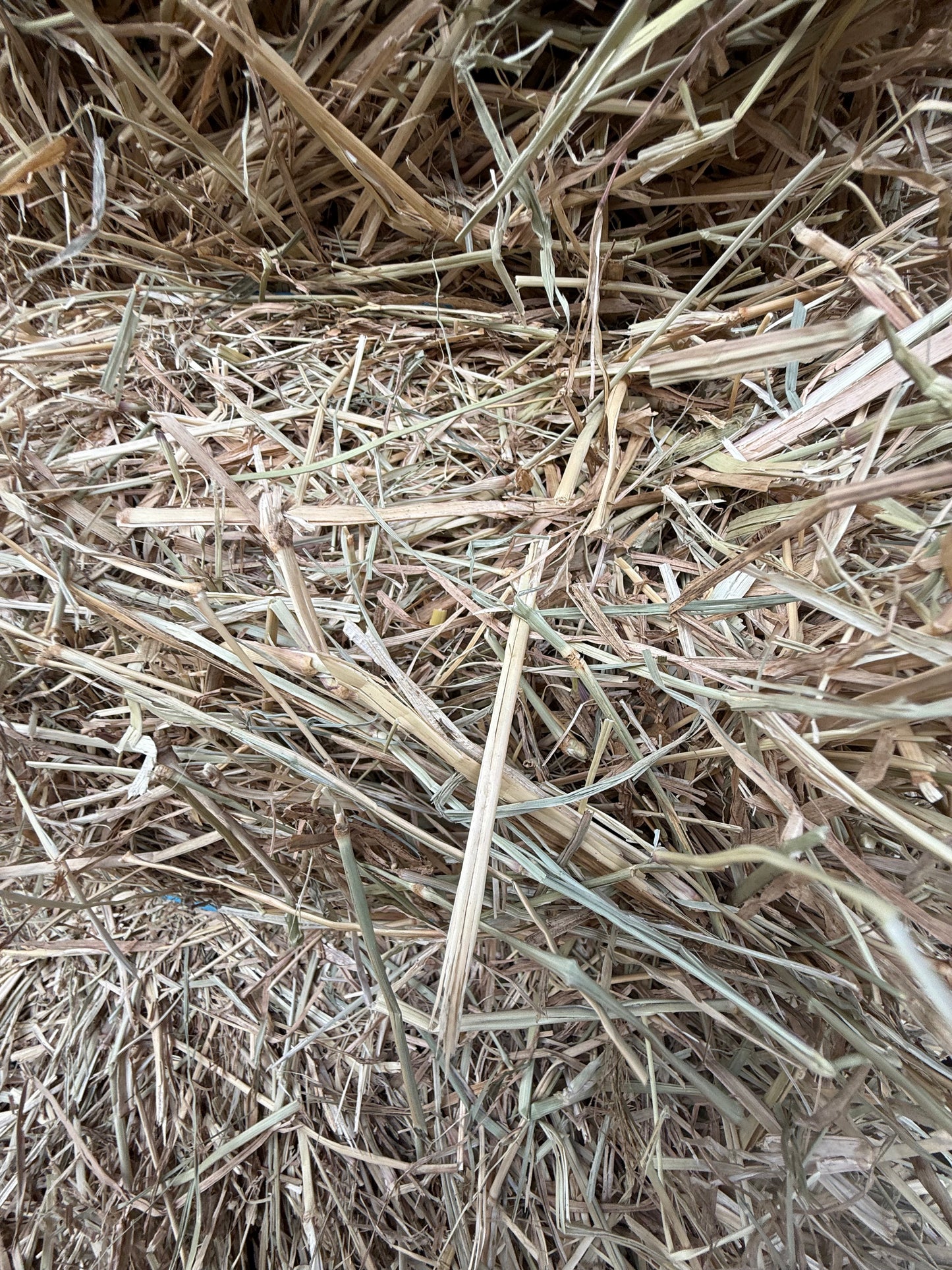 2nds Rhodes BIG SQUARES