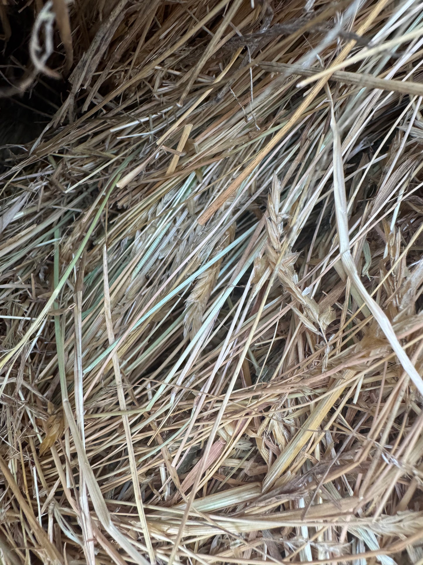 ROUND BALE NATIVE 5X4 LS GRASS $155 (LIMITED STOCK LEFT) DELIVERED