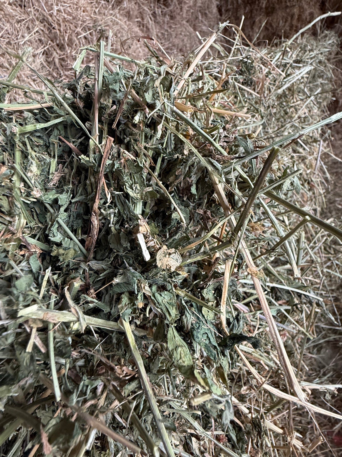 LOW SUGAR NATIVE GRASS - LUCERNE BLEND - $22 DELIVERED! 14 bales / pack