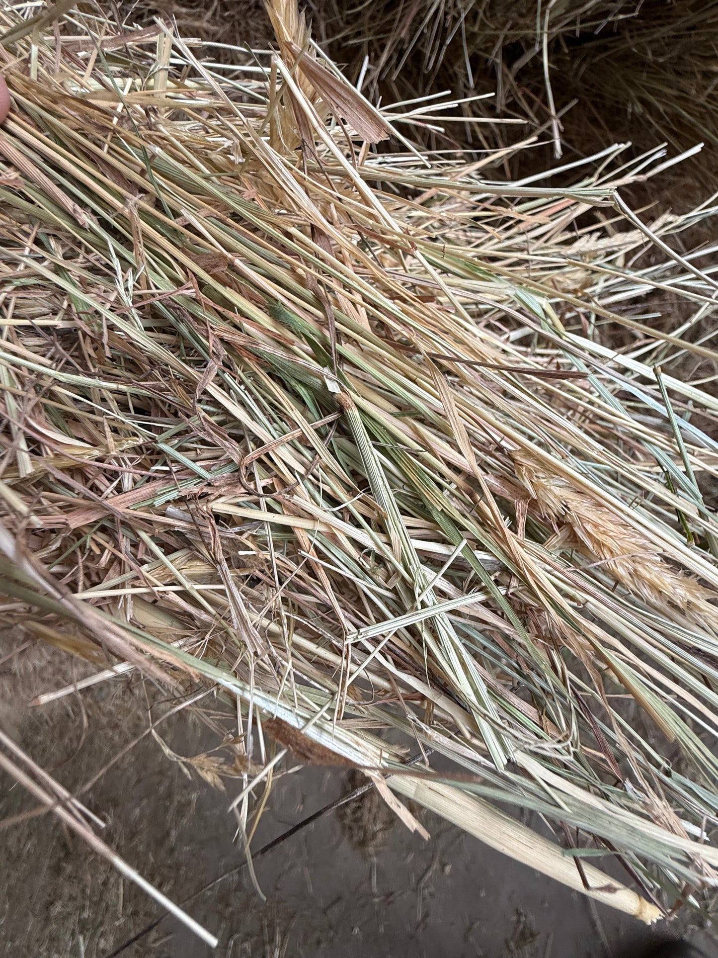 LOW SUGAR GRASS HAY - $17.85 DELIVERED! 14 bales / pack
