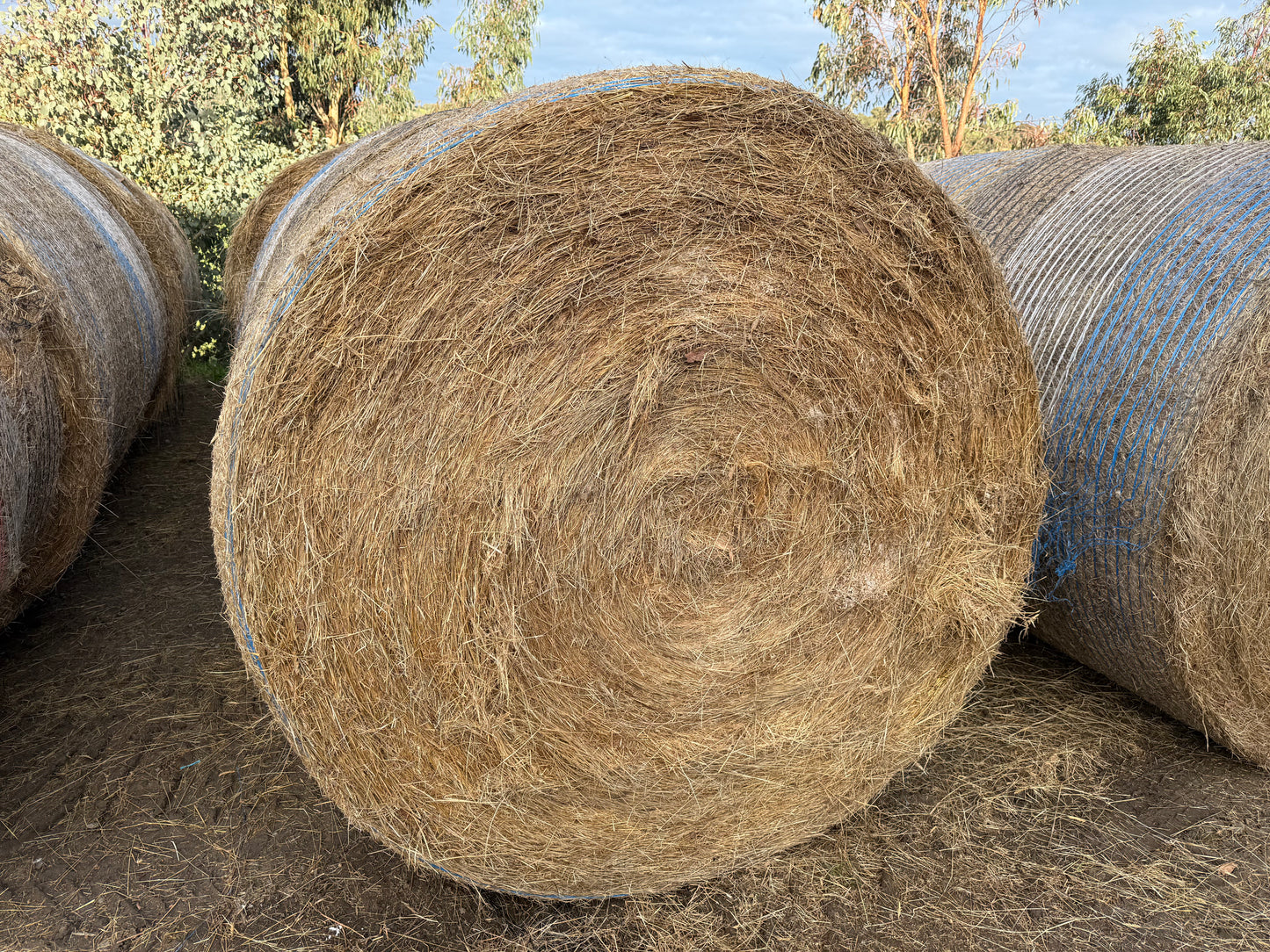 EXTRA LARGE ROUND BALE  - HORSE QUALITY LOW SUGAR - DELIVERED!