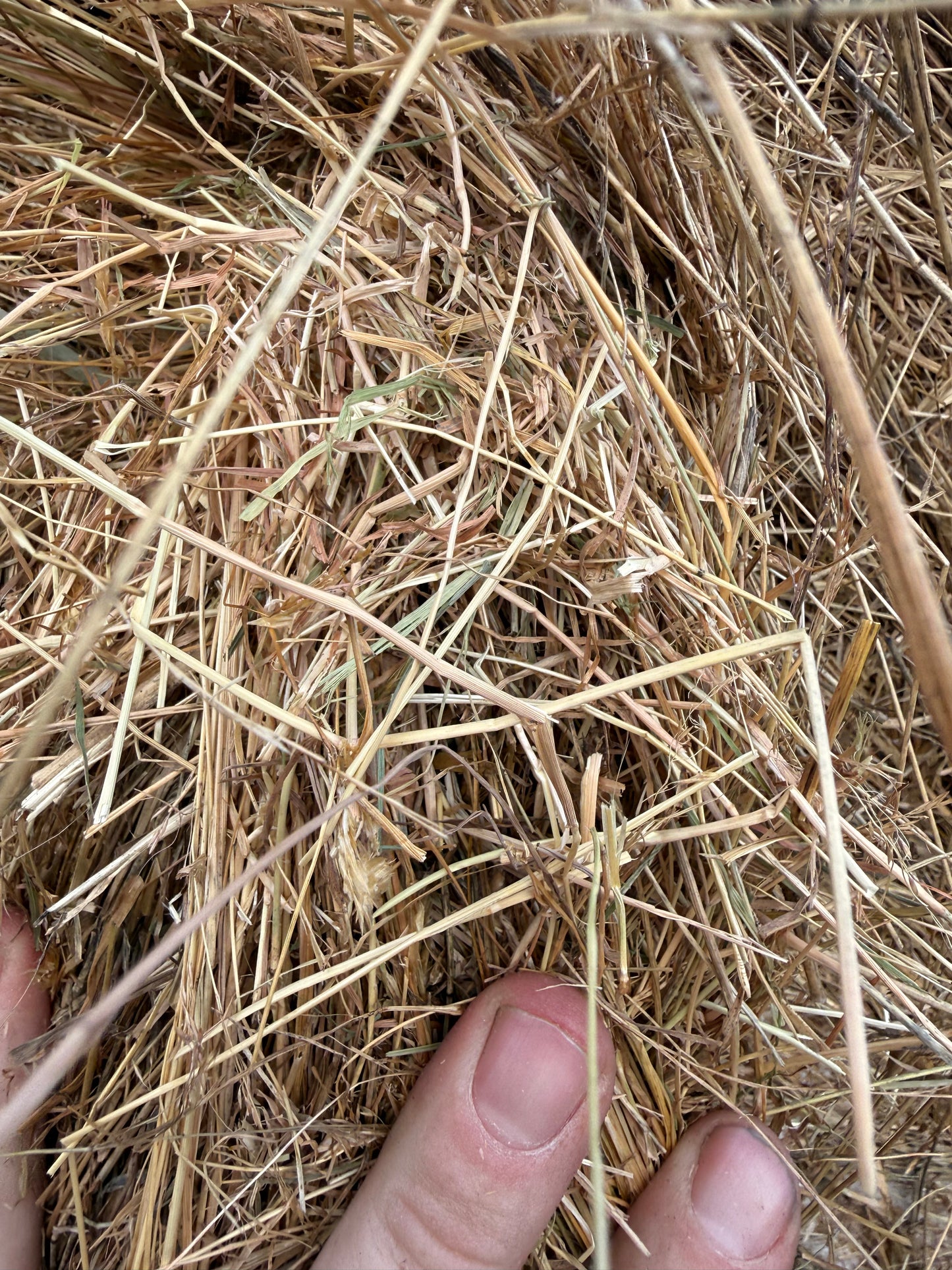 EXTRA LARGE ROUND BALE  - HORSE QUALITY LOW SUGAR - DELIVERED!