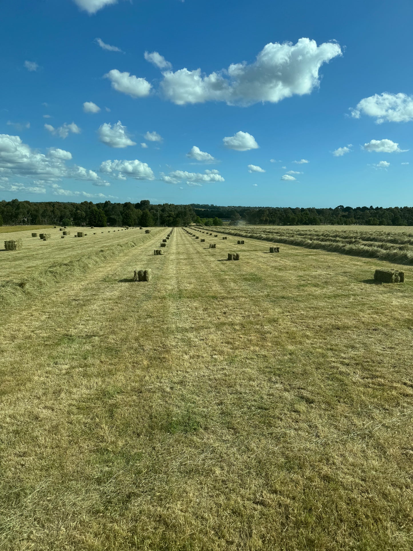 Low Sugar Pasture (Tested)- 14 Pack - $22.5/bale