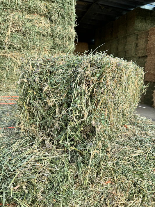 Easy Chew Premium Lucerne - 14 Pack - $26.50/bale