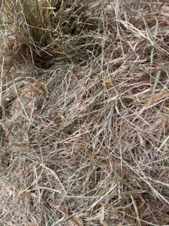 Premium Grass Hay - 14 pack - $19.50/bale