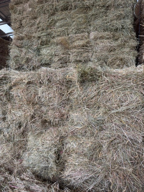 Premium Grass Hay - 14 pack - $19.50/bale