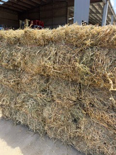 B Grade Lucerne - 14 pack - $19.50/bale