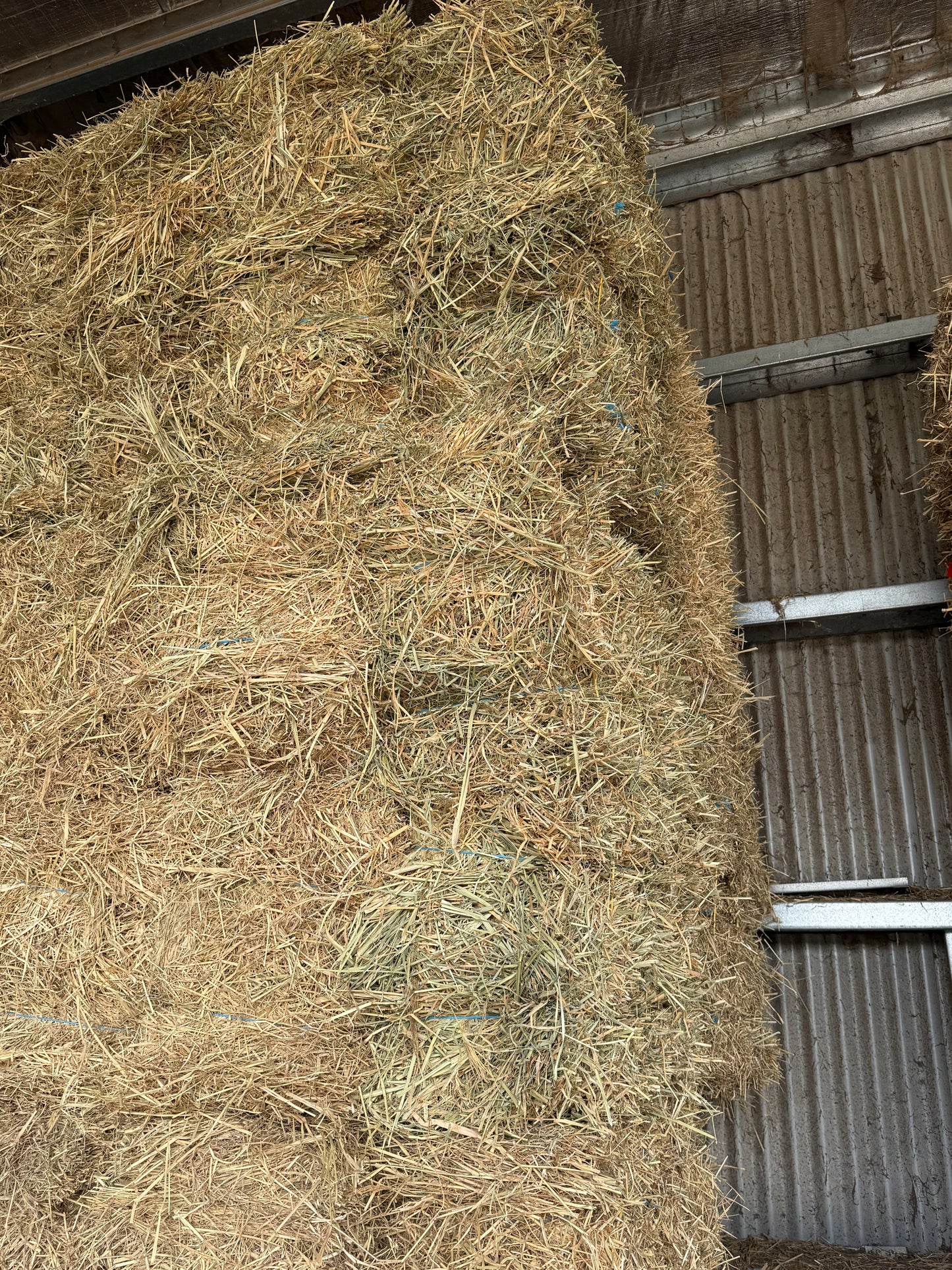 Low Sugar Rhodes Grass (STEAMED)- 14 pack - $24/bale