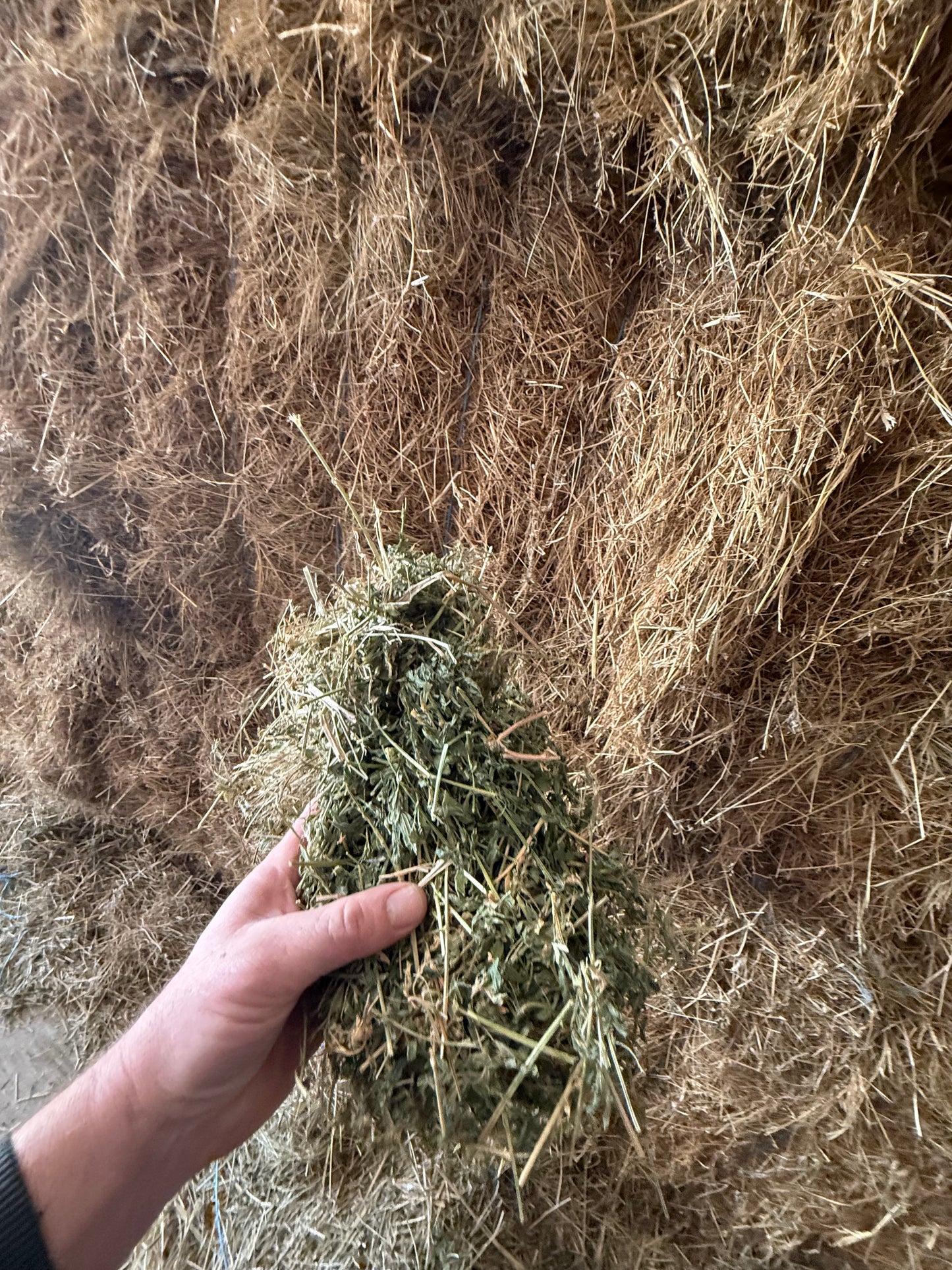 LOW SUGAR NATIVE GRASS - LUCERNE BLEND - $22 DELIVERED! 14 bales / pack